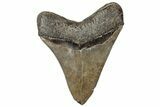 Serrated, Fossil Megalodon Tooth - South Carolina #315442-2